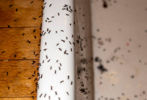 Best Flea Control Services  in Seven Oaks, SC